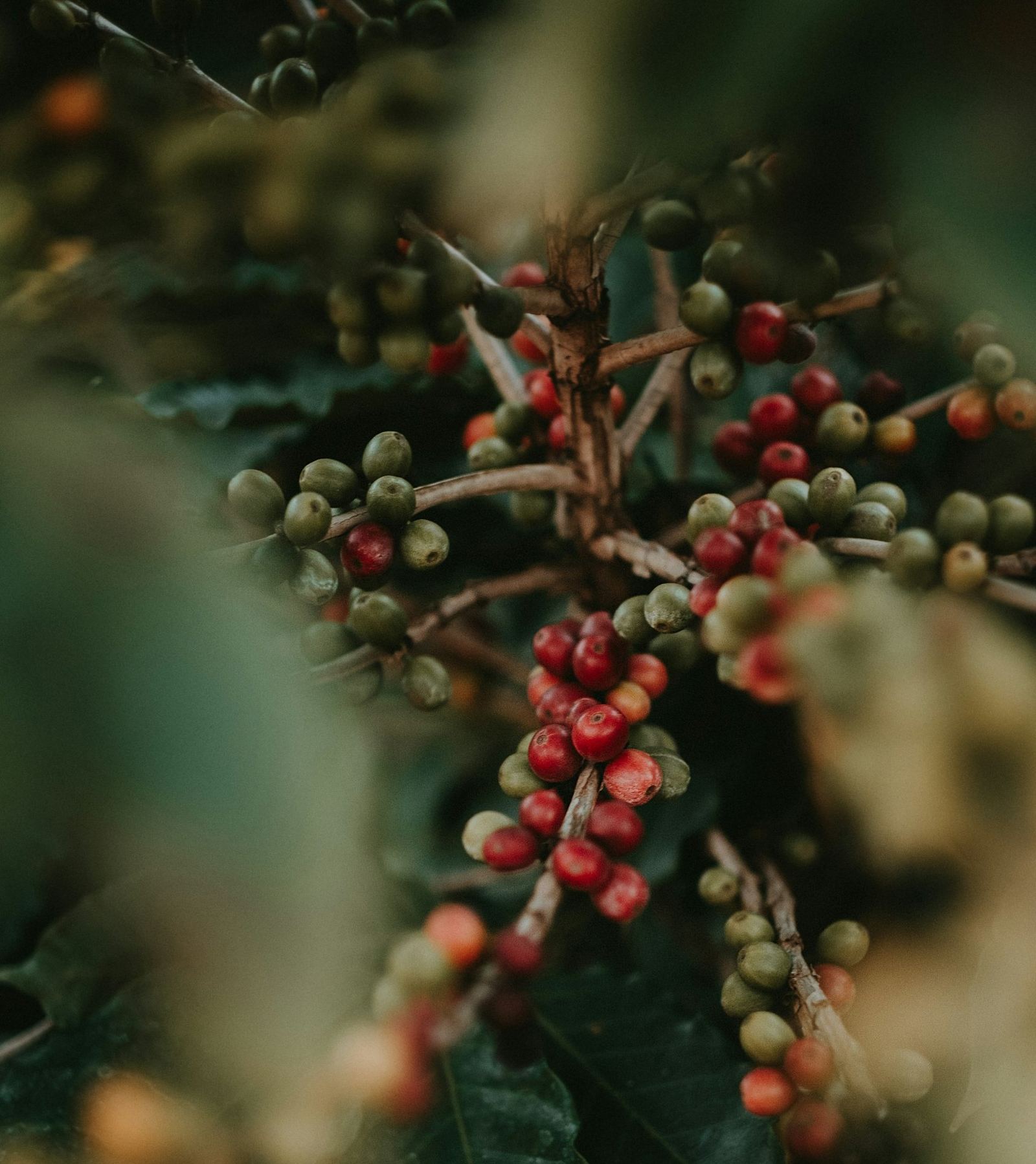Ripe red and unripe green coffee cherries on the branch