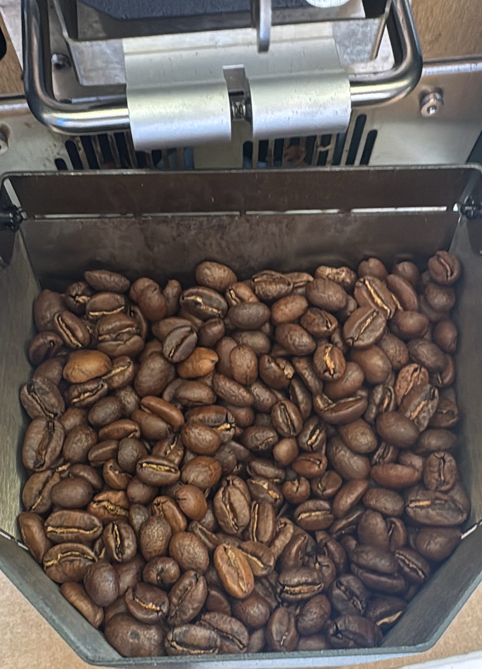 Freshly roasted coffee beans in the roaster's cooling tray